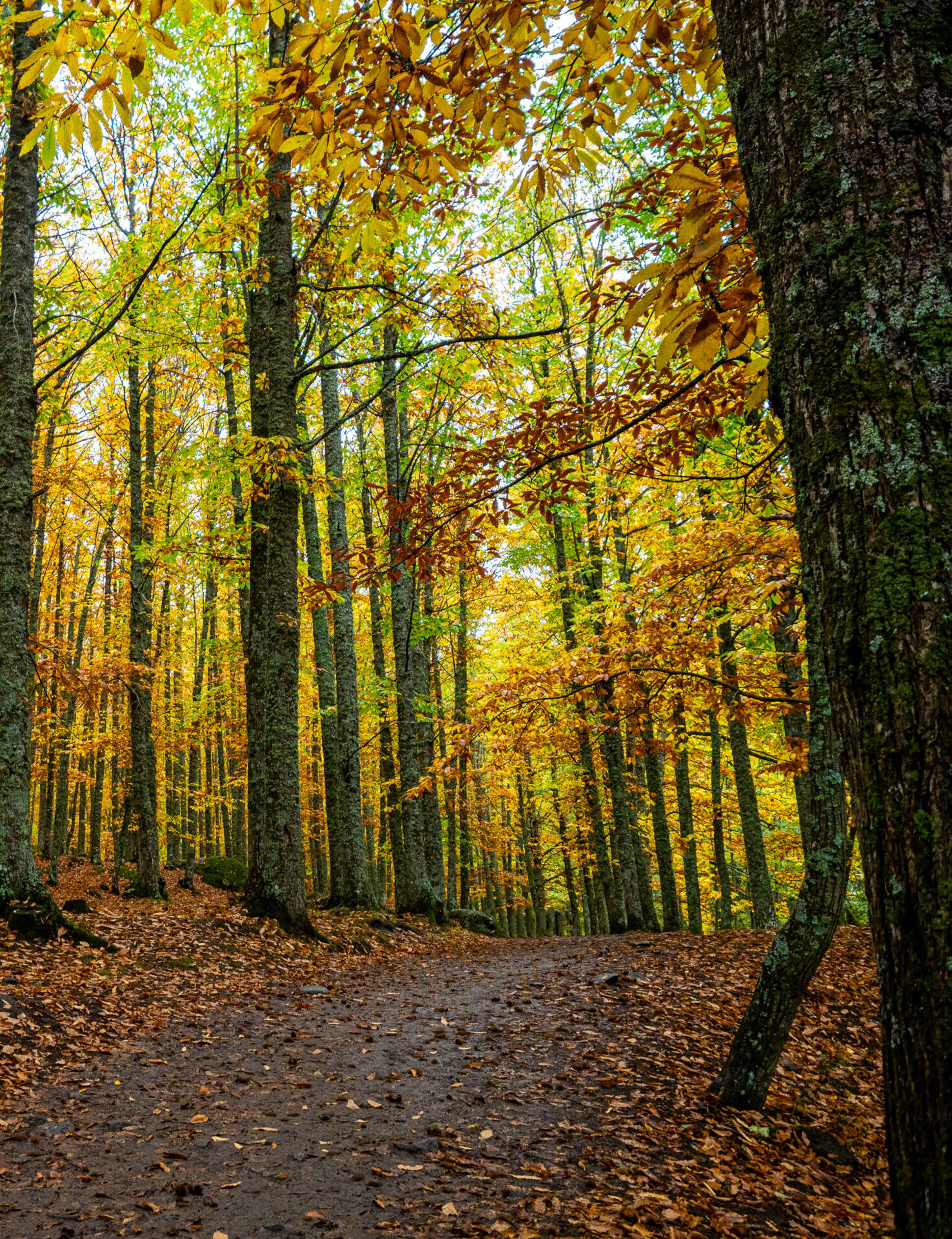 Path in the middle of the chestnut forest
