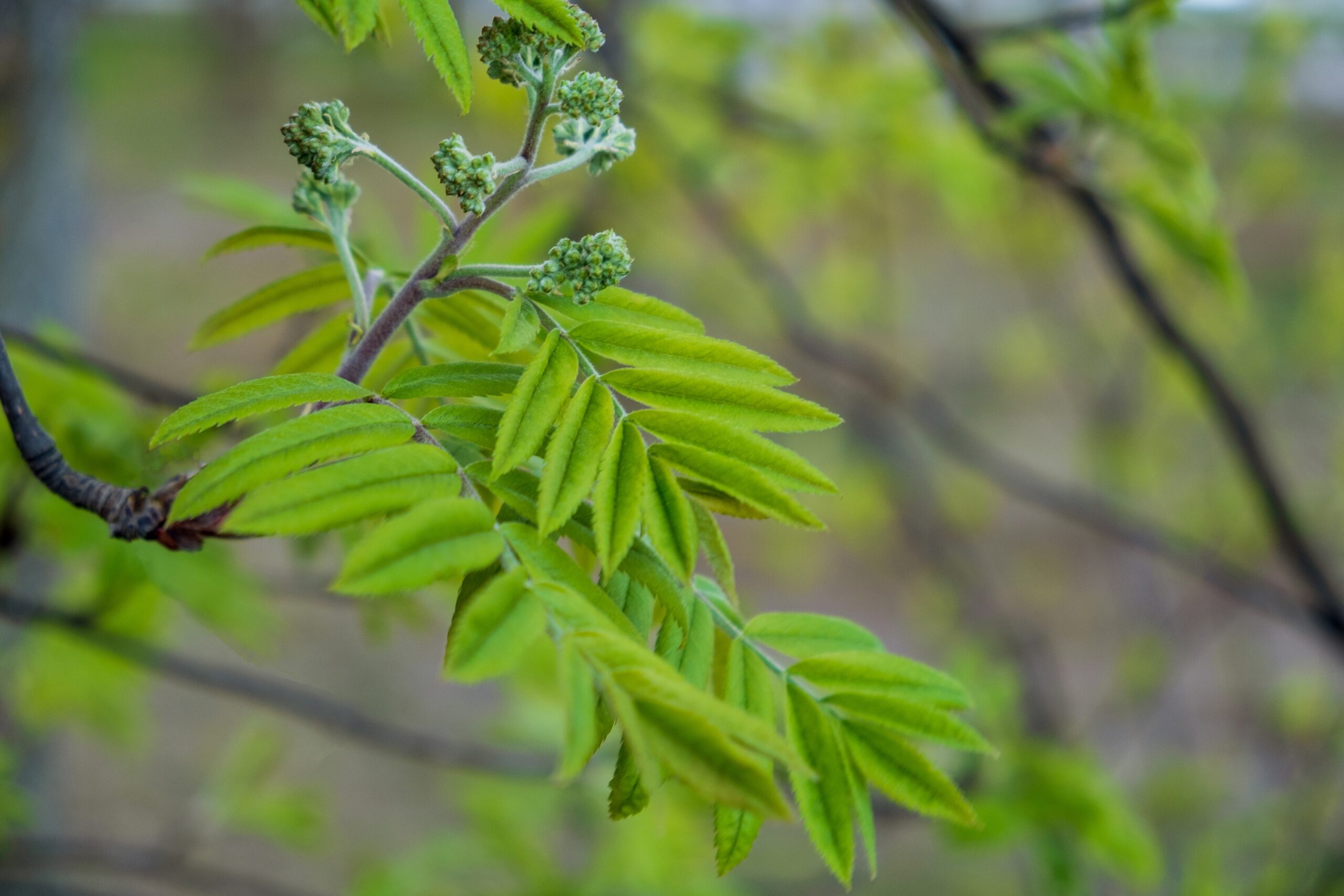 rowan-branch-with-young-leaves-2023-11-27-04-59-43-utc
