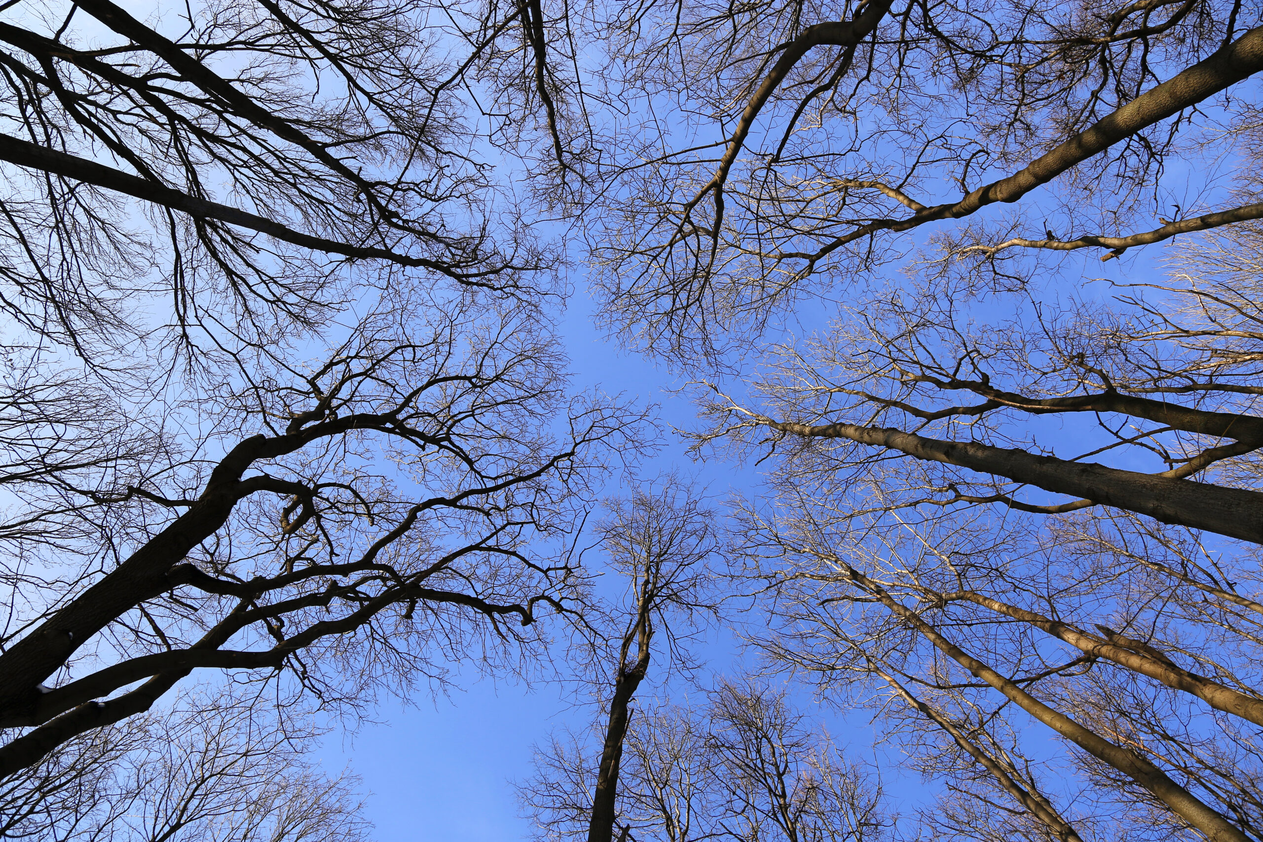 Branches of bare trees on a blue sky background