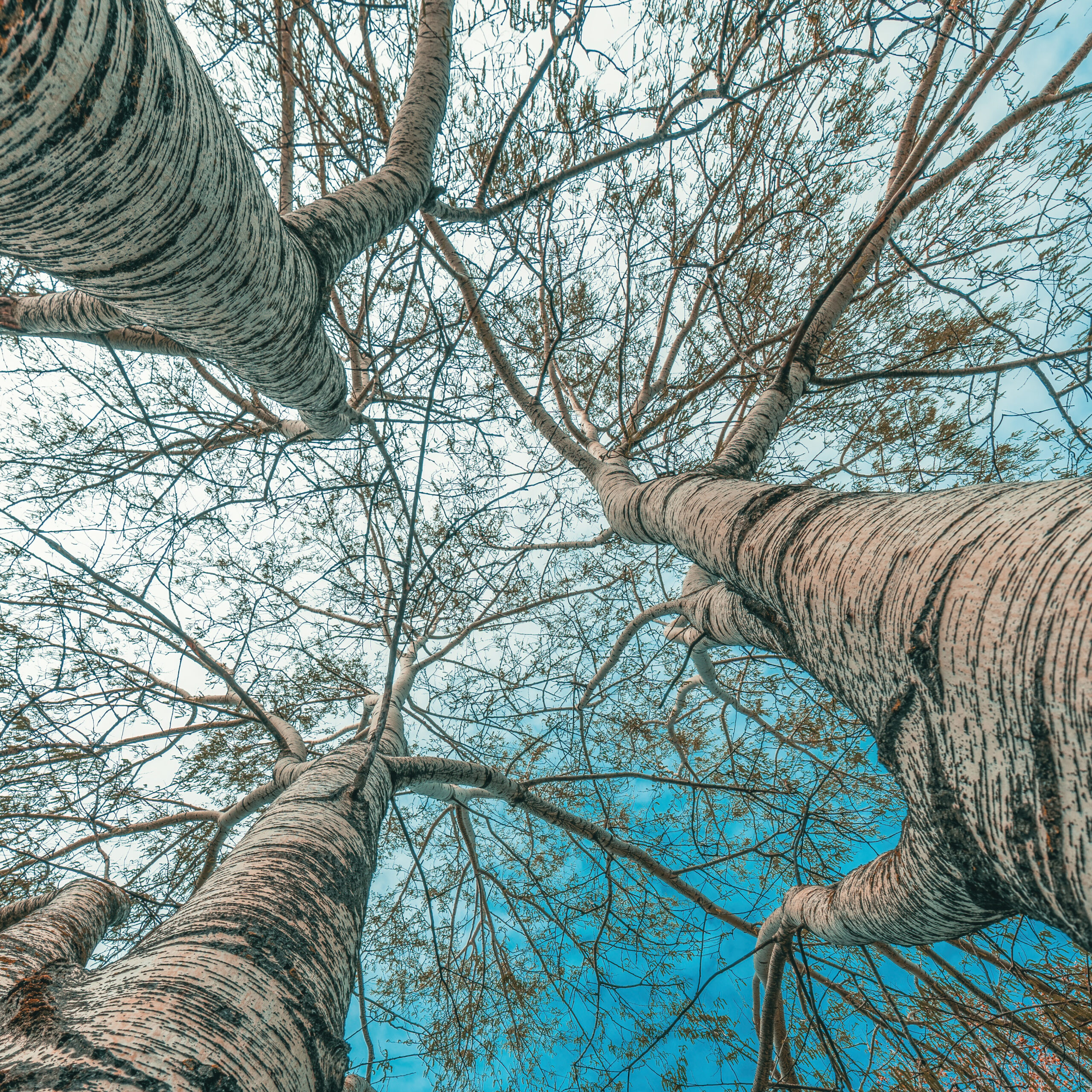 Low angle view of silver poplar trees with bare branches in park