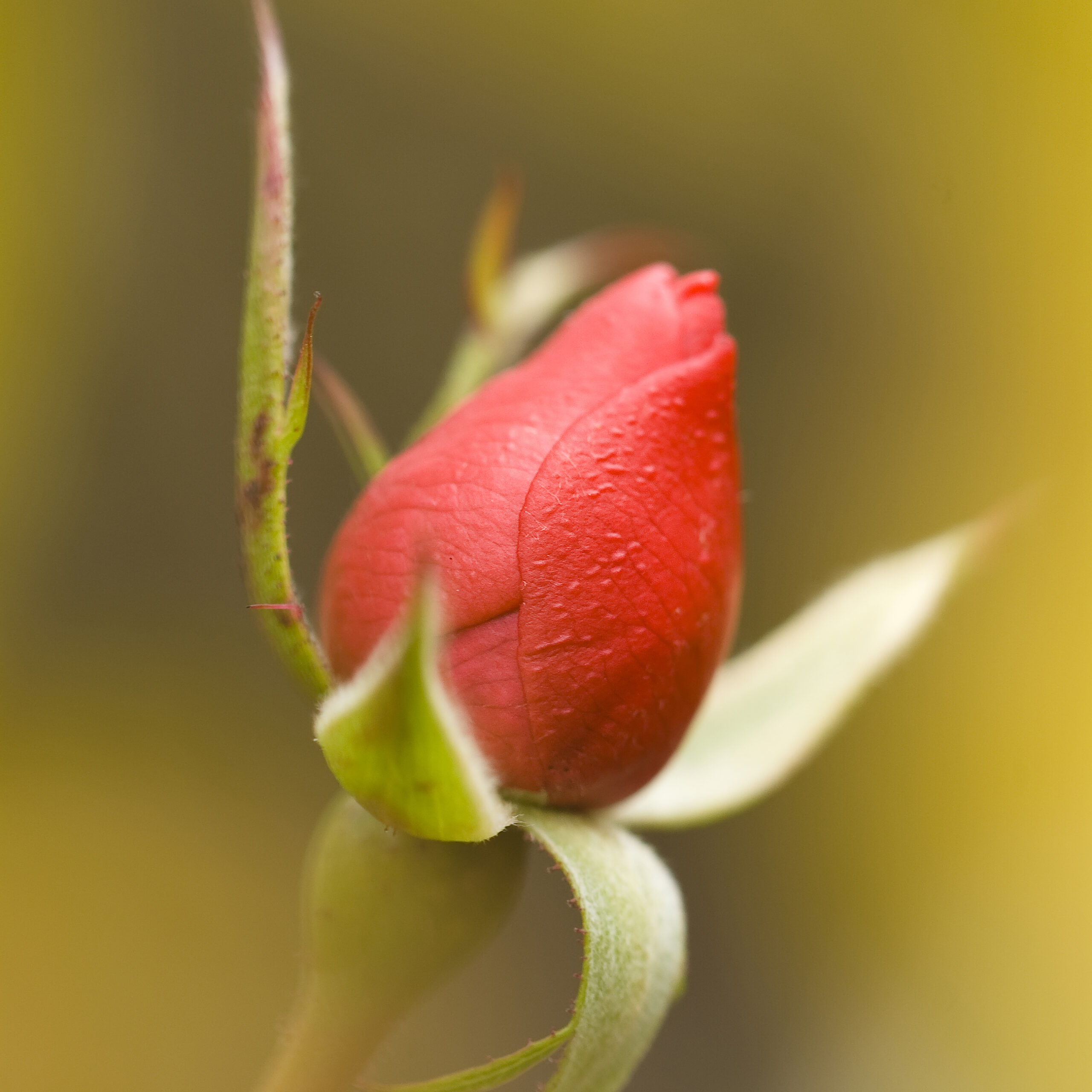 Red Rose Bud with Soft Yellow Bud